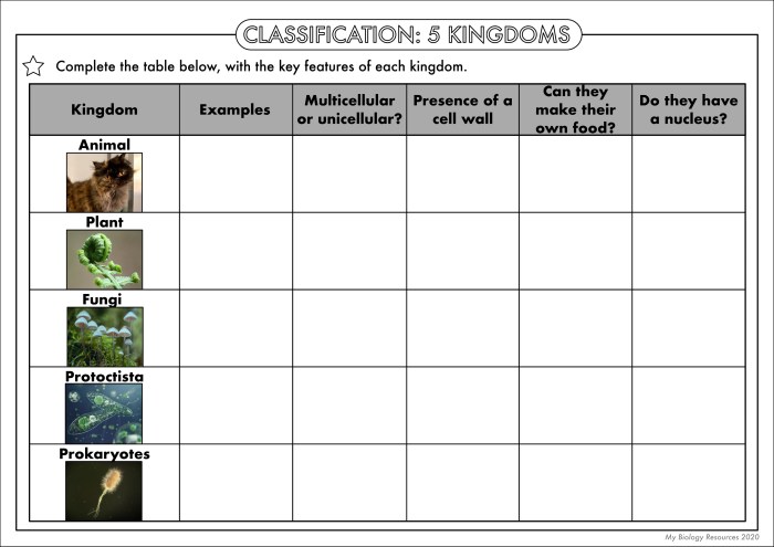 Number classification worksheet answer key