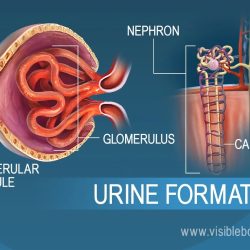 Renal function tubule convoluted proximal distal nephron loop glomerulus henle figure collecting composed basicmedicalkey