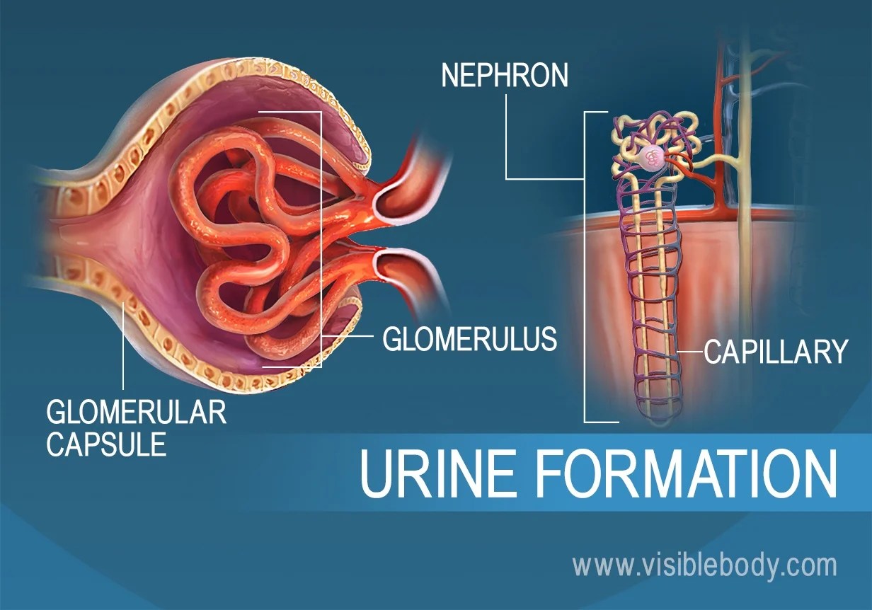 Renal function tubule convoluted proximal distal nephron loop glomerulus henle figure collecting composed basicmedicalkey