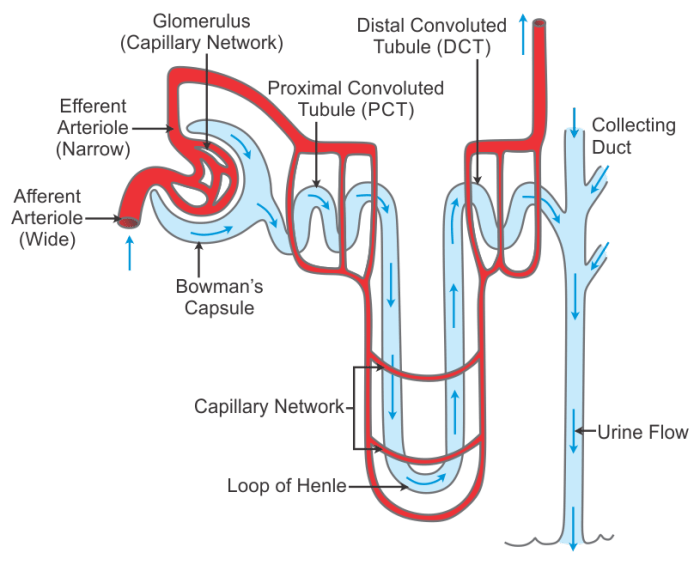 Match each of the following renal structures with their functions