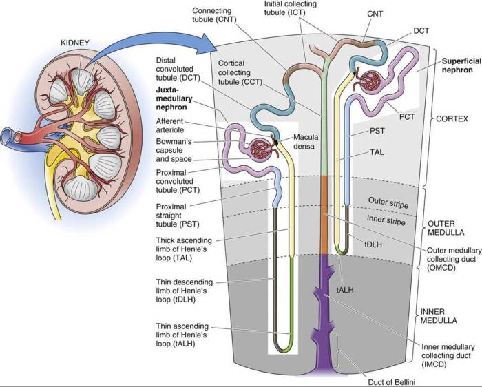 Renal glomerular filtration functions primary lecturio physiology filtered arteriole